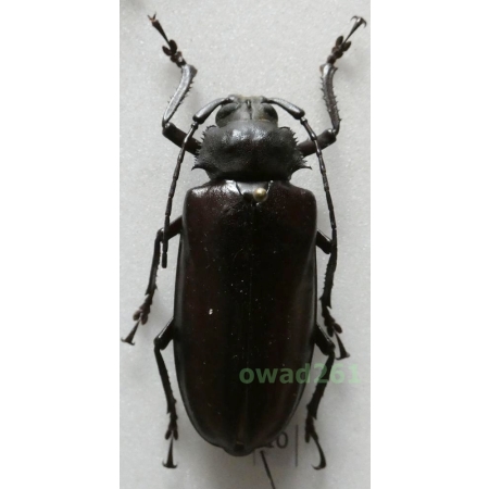 Rhaphipodus blumei (Lansberge, 1884) Indonesia, Java 54mm10
